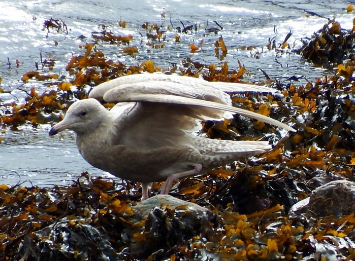 Glaucous Gull