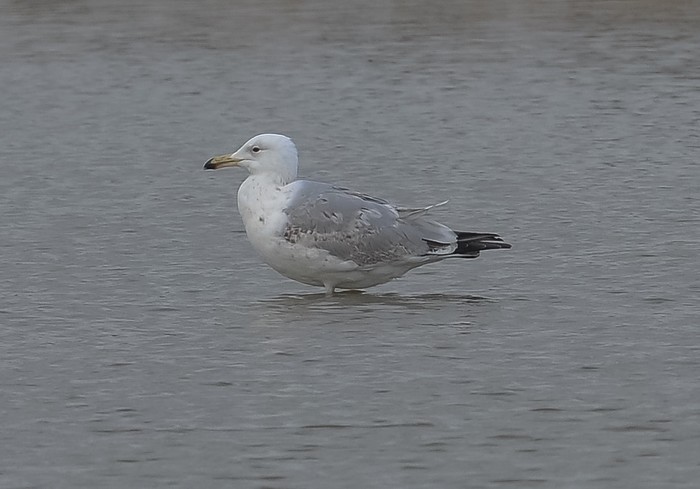 Caspian Gull