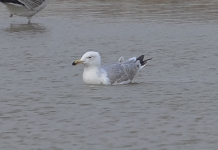 Caspian Gull