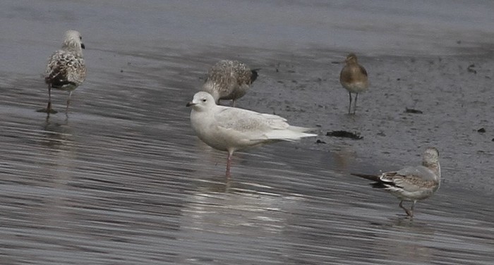 Iceland Gull