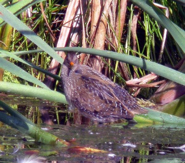 Spotted Crake