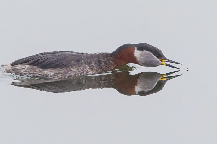 Red-necked Grebe