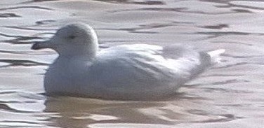 Glaucous Gull