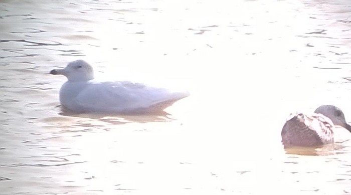 Glaucous Gull
