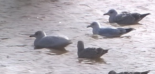 Glaucous Gull