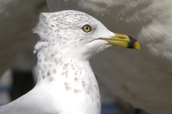 Ring-billed Gull