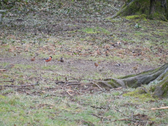 Hawfinch
