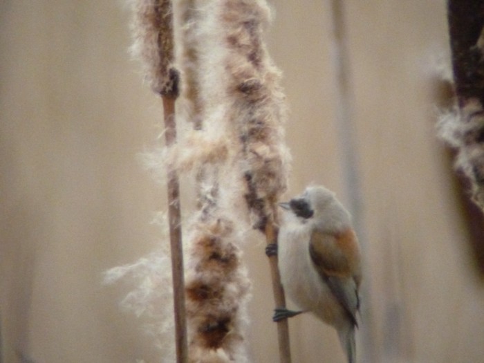 Penduline Tit