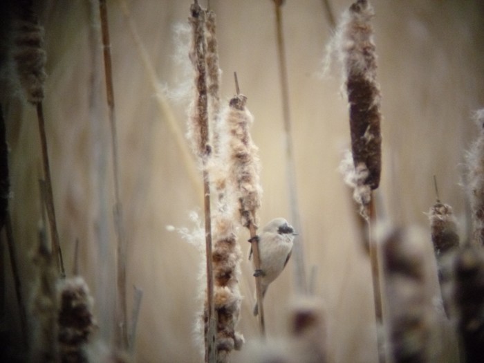Penduline Tit