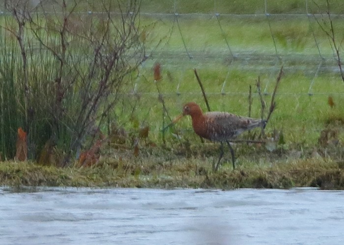 Black-tailed Godwit