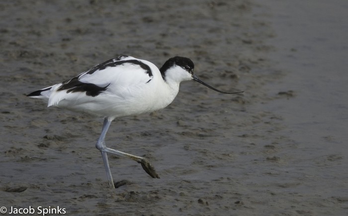 Avocet