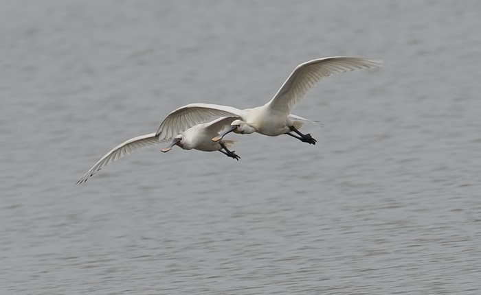 Spoonbill