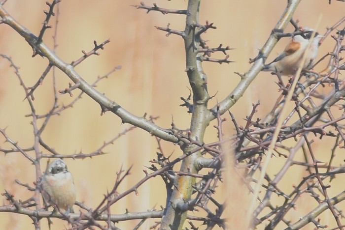 Penduline Tit