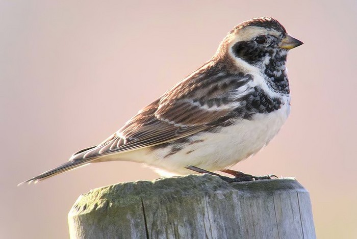 Lapland Bunting