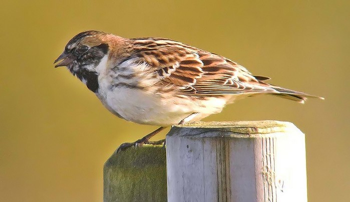 Lapland Bunting