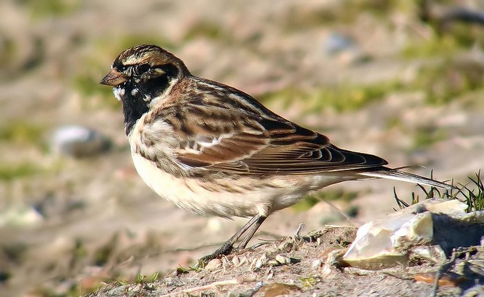 Lapland Bunting