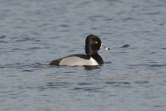 Ring-necked Duck