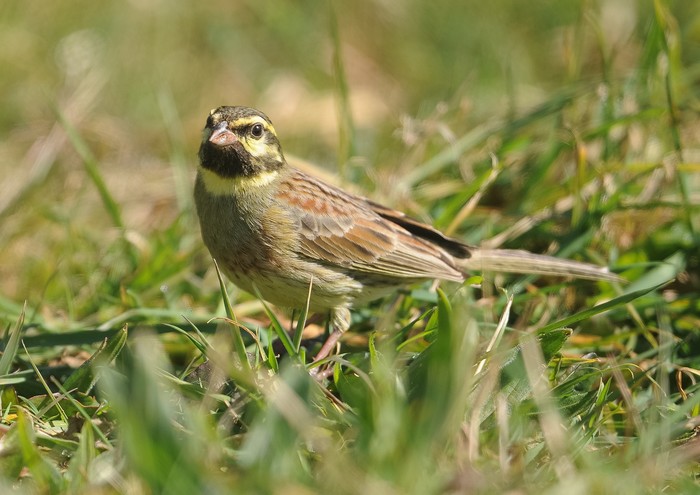 Cirl Bunting