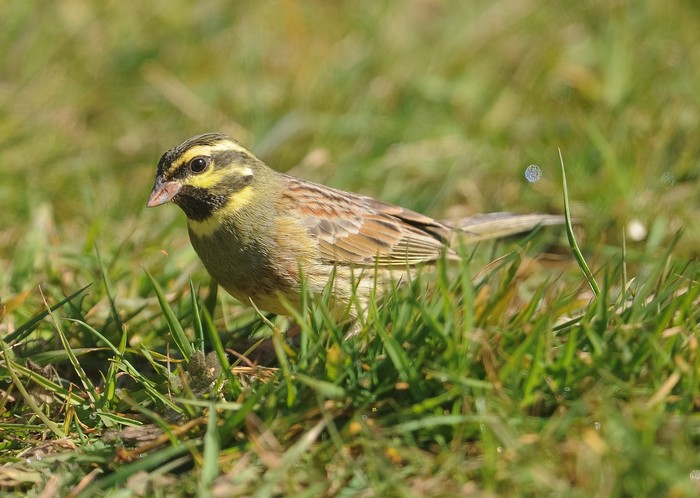 Cirl Bunting