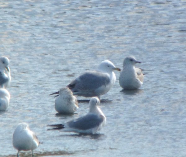 Caspian Gull