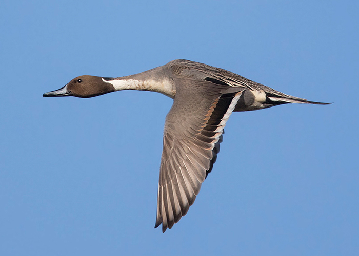 Pintail