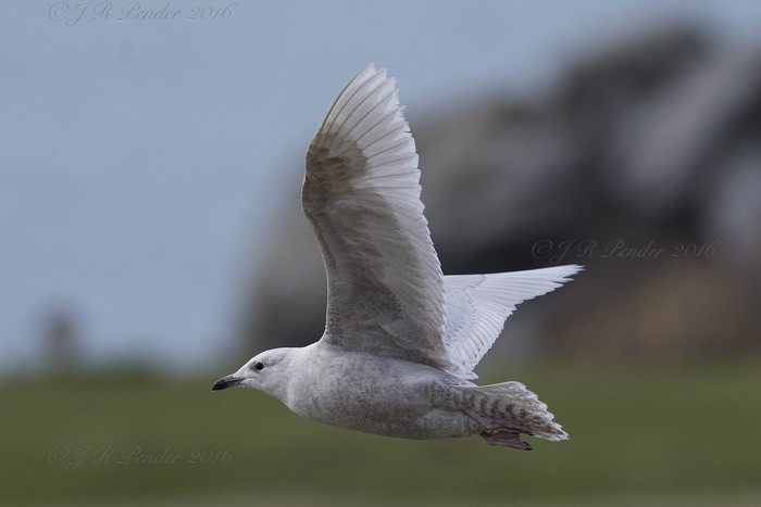 Iceland Gull