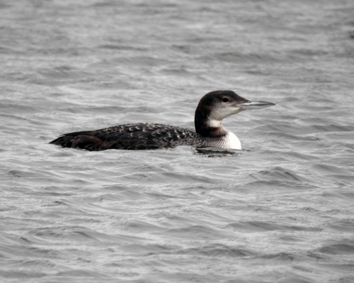 Great Northern Diver