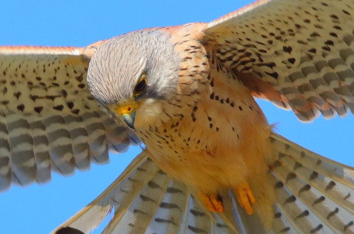 Kestrel