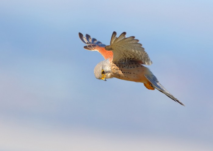 Kestrel