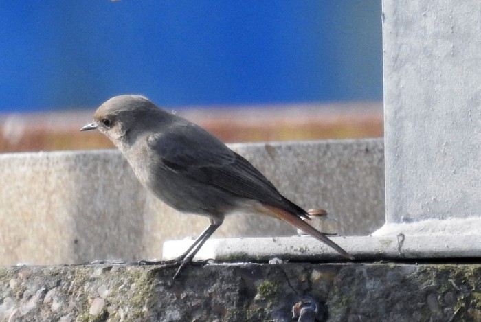 Black Redstart