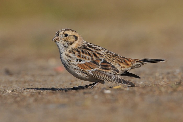 Lapland Bunting