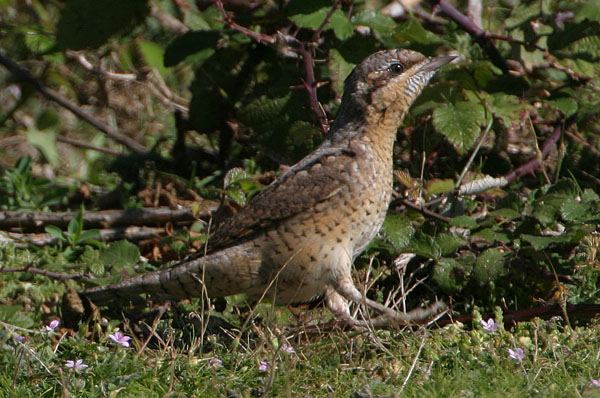 Wryneck
