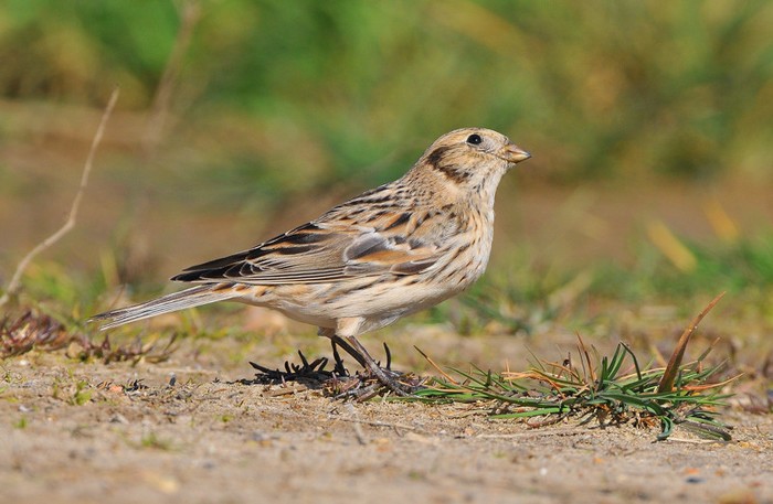 Lapland Bunting
