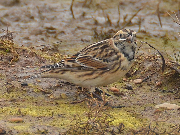 Lapland Bunting