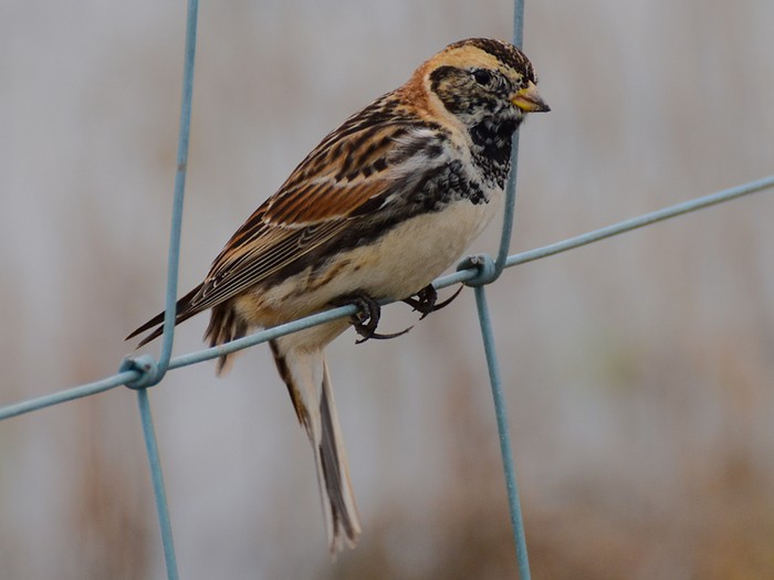 Lapland Bunting