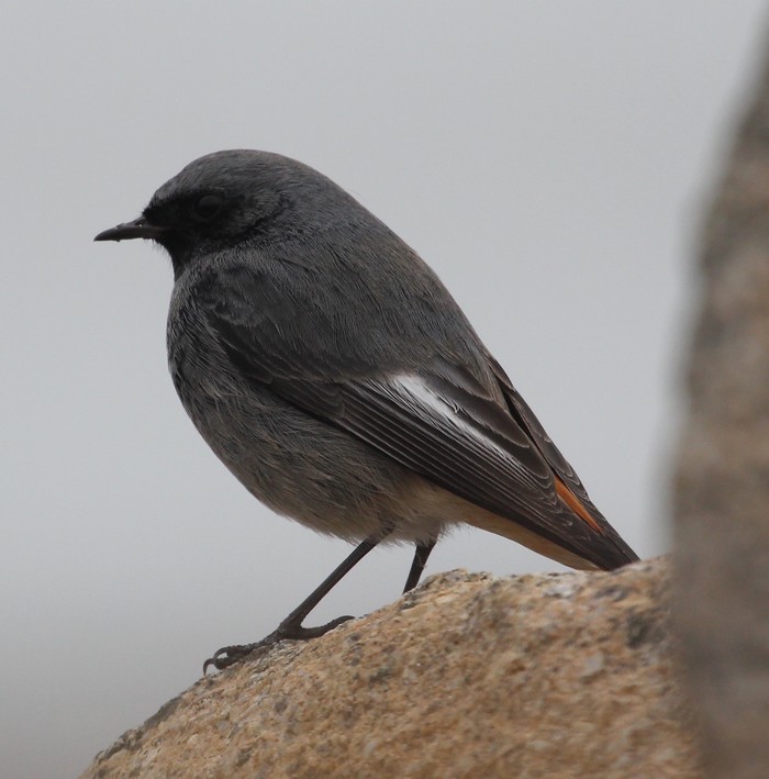 Black Redstart