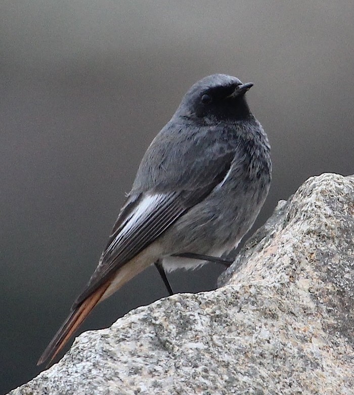Black Redstart