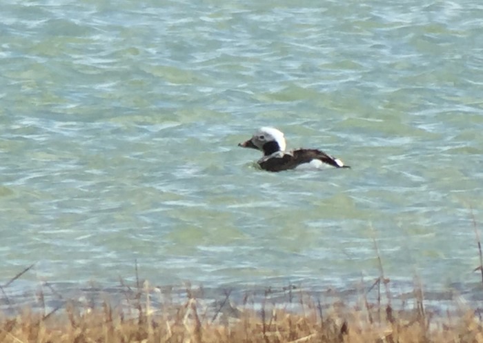 Long-tailed Duck