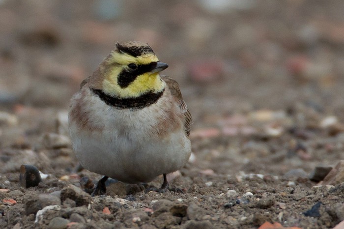 Shorelark