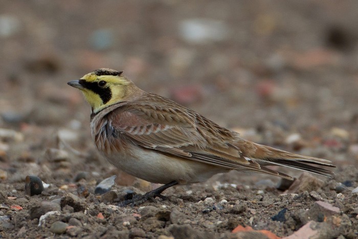 Shorelark