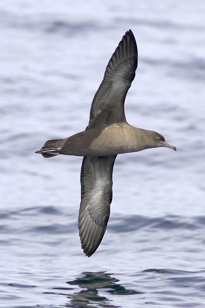 Sooty Shearwater