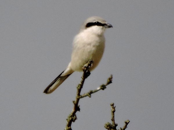 Great Grey Shrike