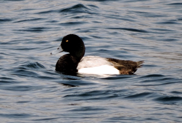 Scaup