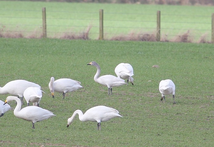 Bewick's Swan