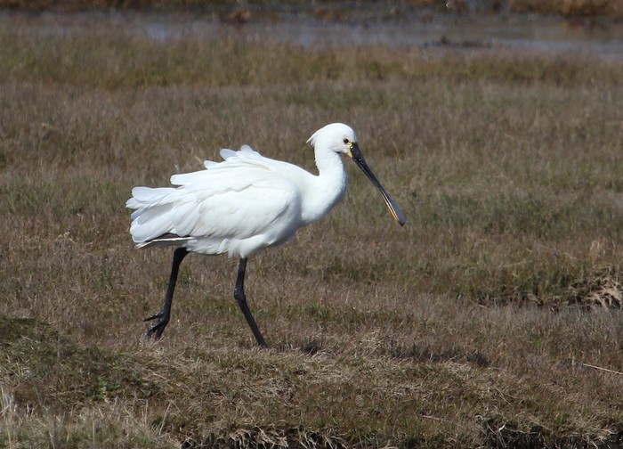 Spoonbill