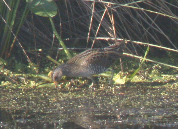 Spotted Crake