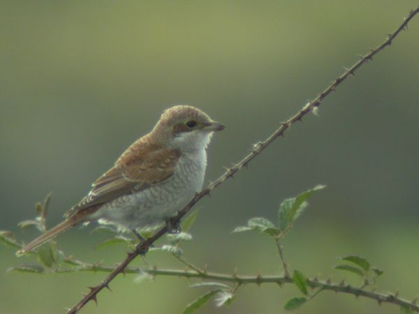 Red-backed Shrike