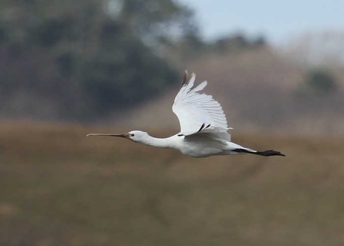 Spoonbill