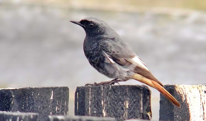 Black Redstart