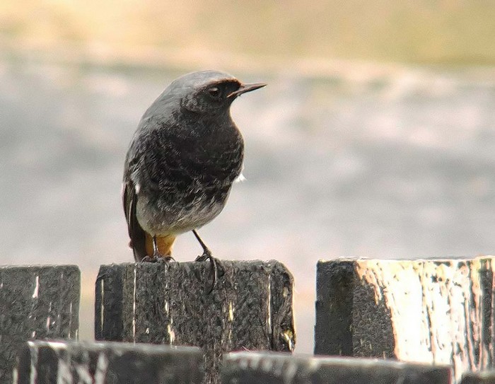 Black Redstart